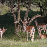 Amsterdamse Waterleidingduinen